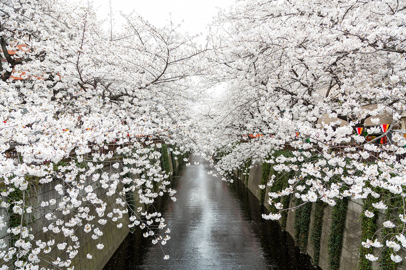 目黒川沿いの桜のフリー素材 www Pakutaso Compost 2571 Html Nagano Trip